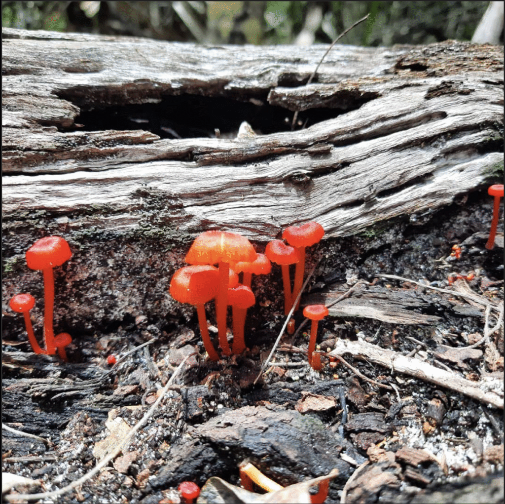 Oto nasza strona screenshot 2025 11 27 at 19.24.43